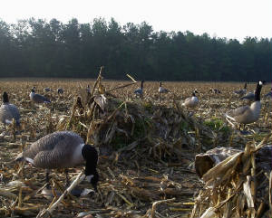Web-Foot Mafia Waterfowl, LLC-VA Waterfowl Hunts