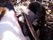 Web-Foot Mafia Waterfowl, LLC-VA Waterfowl Hunts